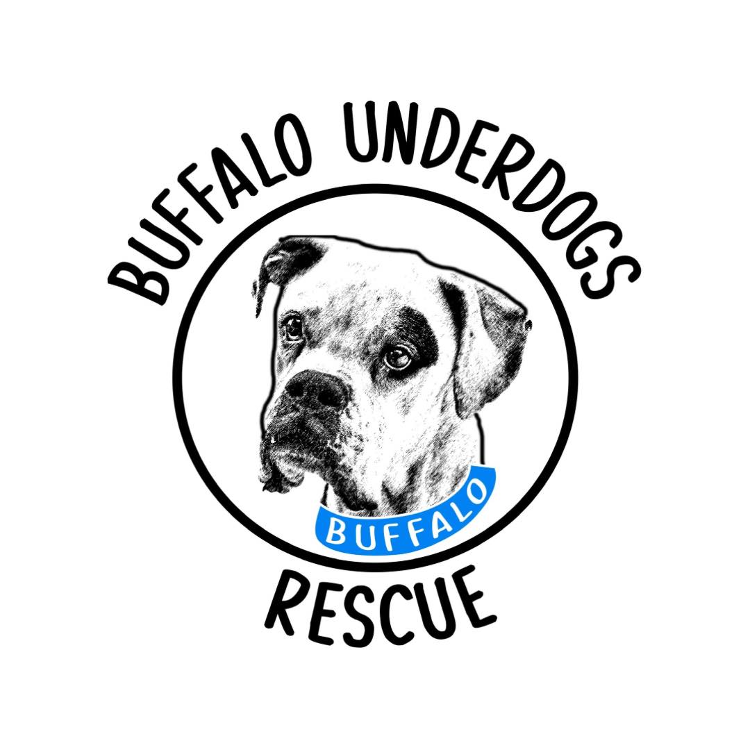 This young Boxer/Pittie/Rottie mix is a big goofy ball of fun, and he's ...
