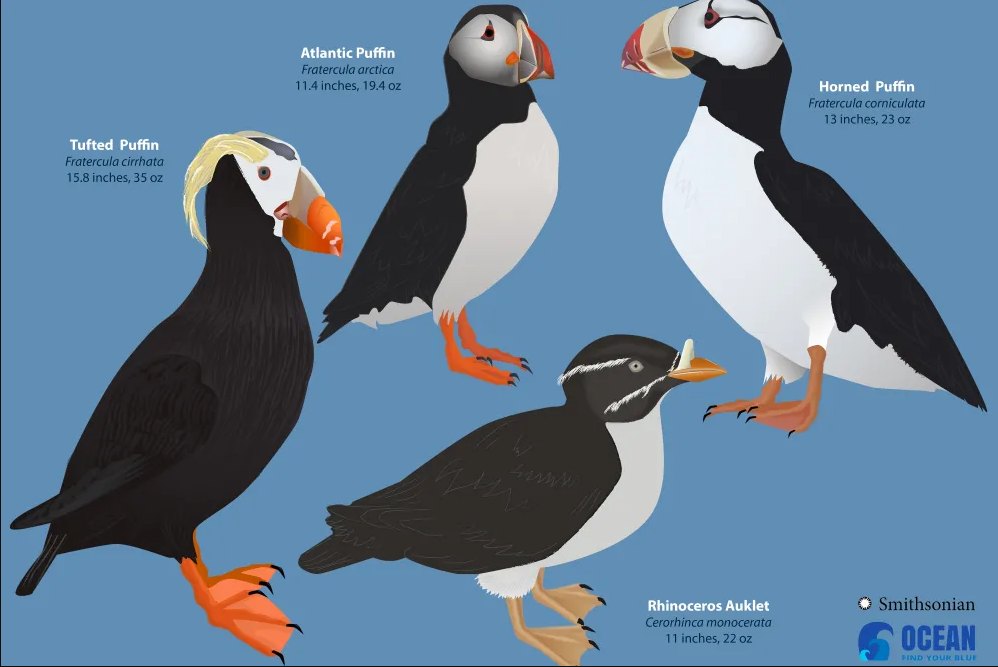 Arctic - Did you know there are four different species of puffins ...