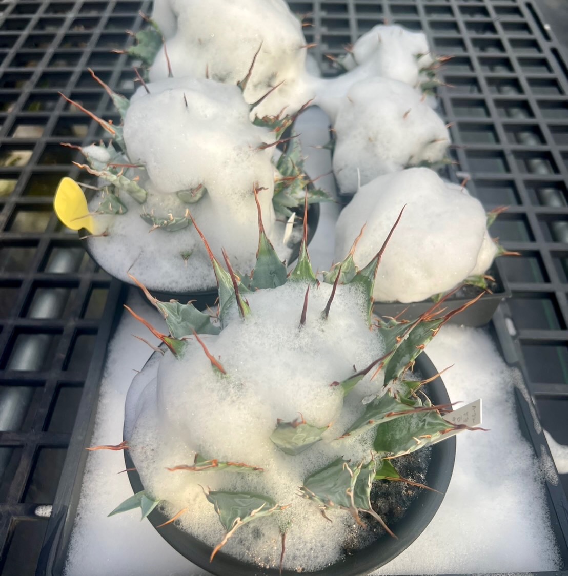 Hybrid Agave 『邪靈』 🥀 我很喜歡怪力亂神這個詞裡蘊藏著的生命力那