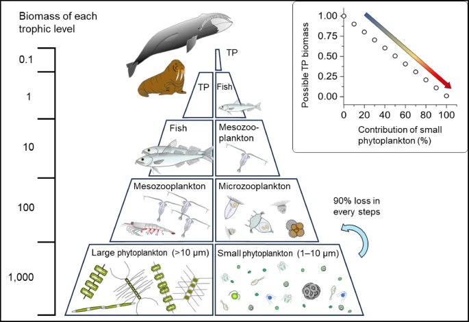 Scientific - Temperature and CO2 alter trophic structure of Arctic ...
