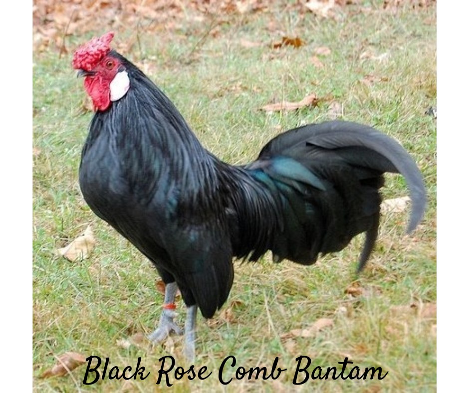The Black Rosecomb Bantam is a... - Chickens for Backyards | Facebook