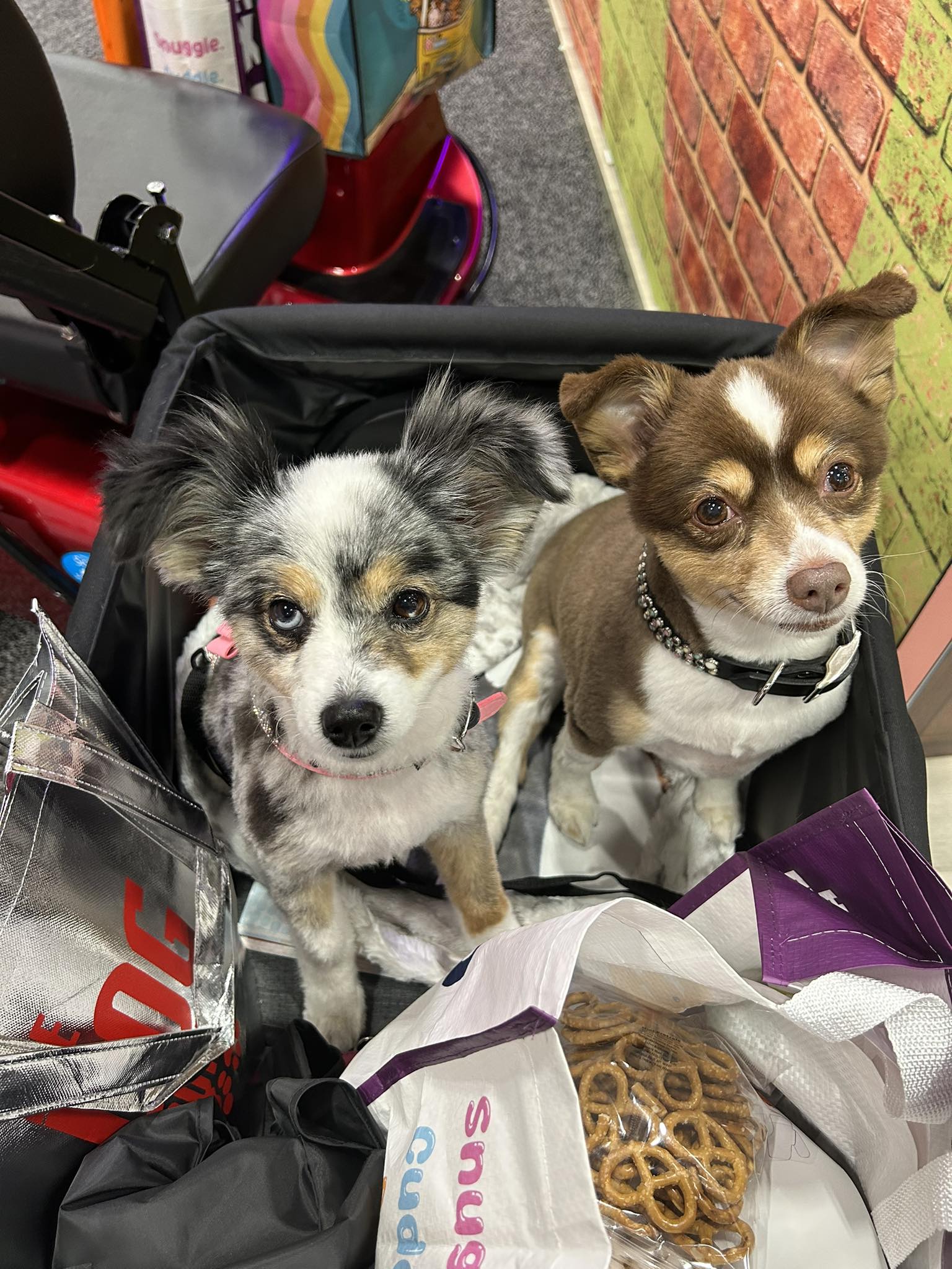 Dogs by Design in Douglas | Douglas MI