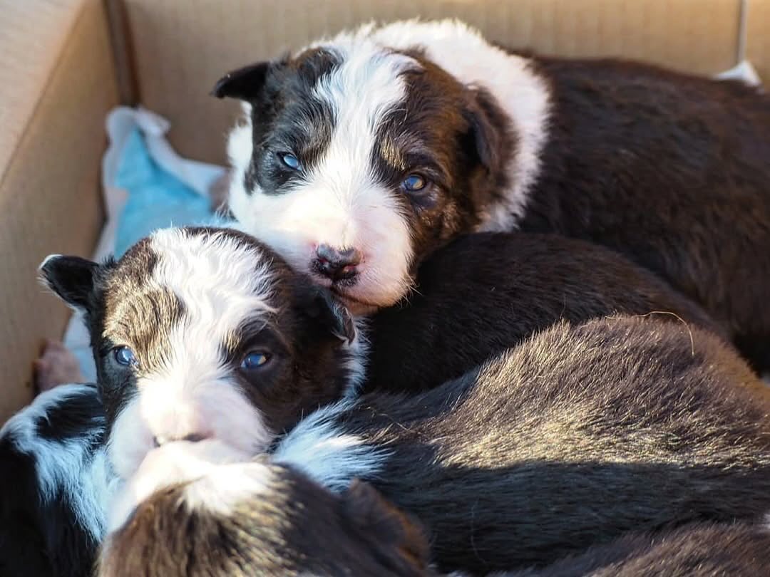 ahpl 犬ボーヤ BOYA Sheepdogs | Nakagawa-gun Hokkaido