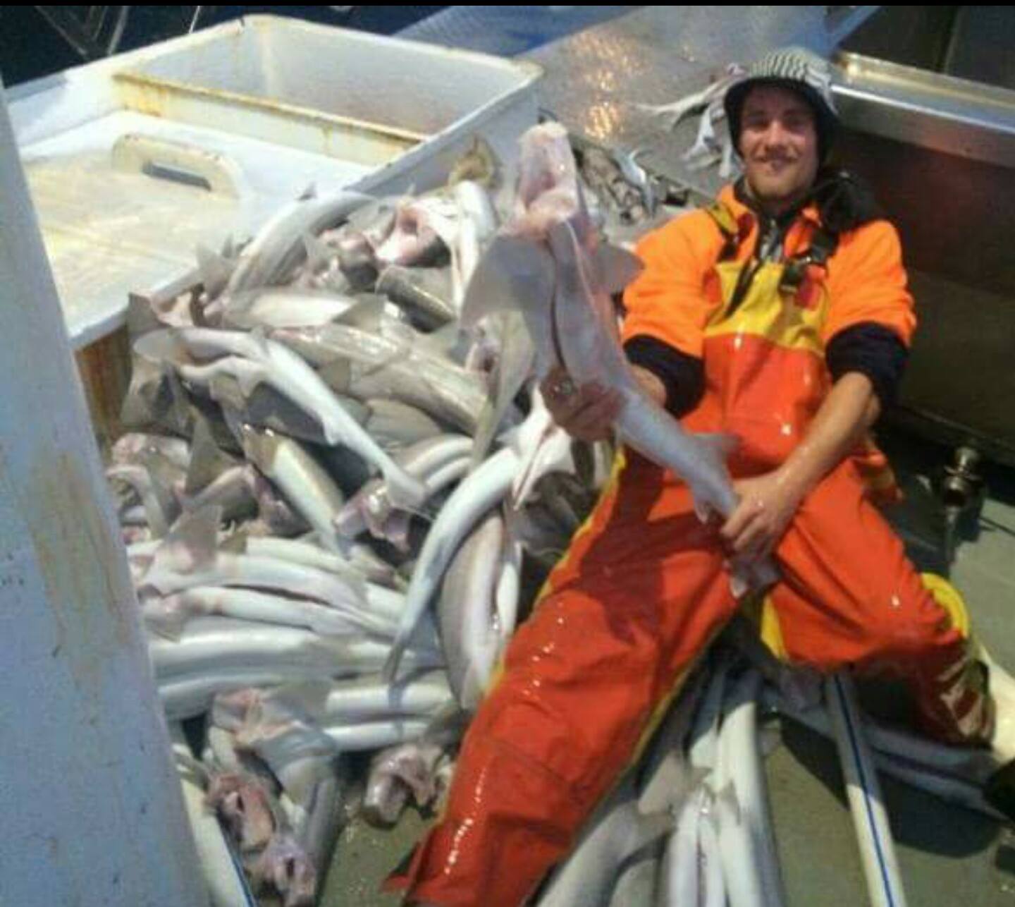 Lakes Entrance shark... - Australian Professional Fisherman | Facebook