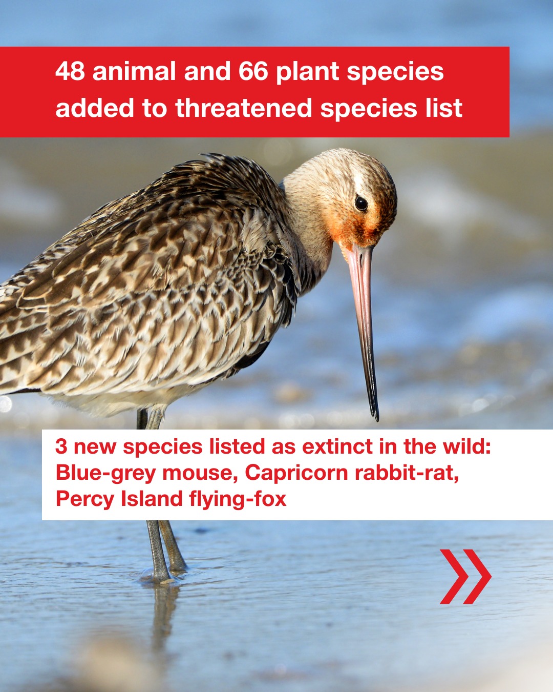 Sunshine Coast... - Sunshine Coast Environment Council
