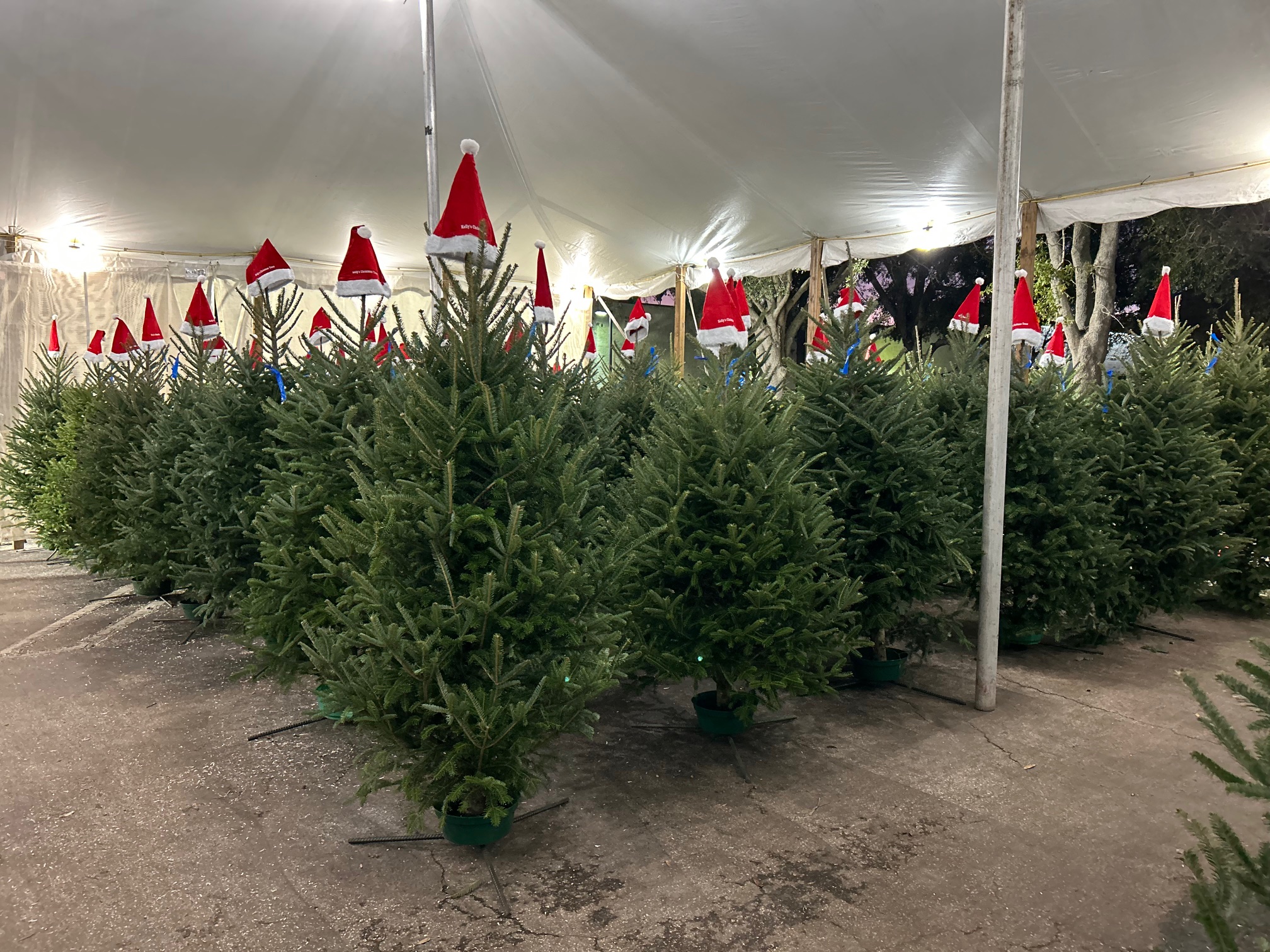 Kelly's Christmas Trees - tree lot | Orlando FL