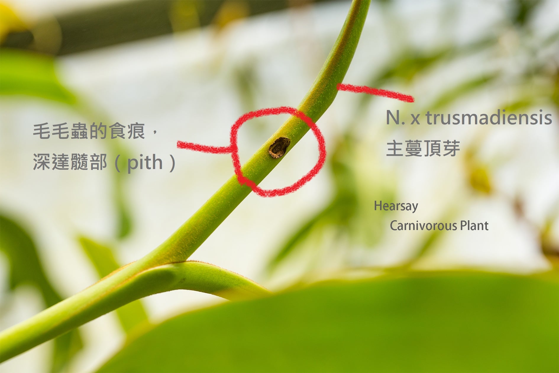 不知道大家有沒有相同的經驗...... - 光斑深林 Sunfleck Exotics | Facebook