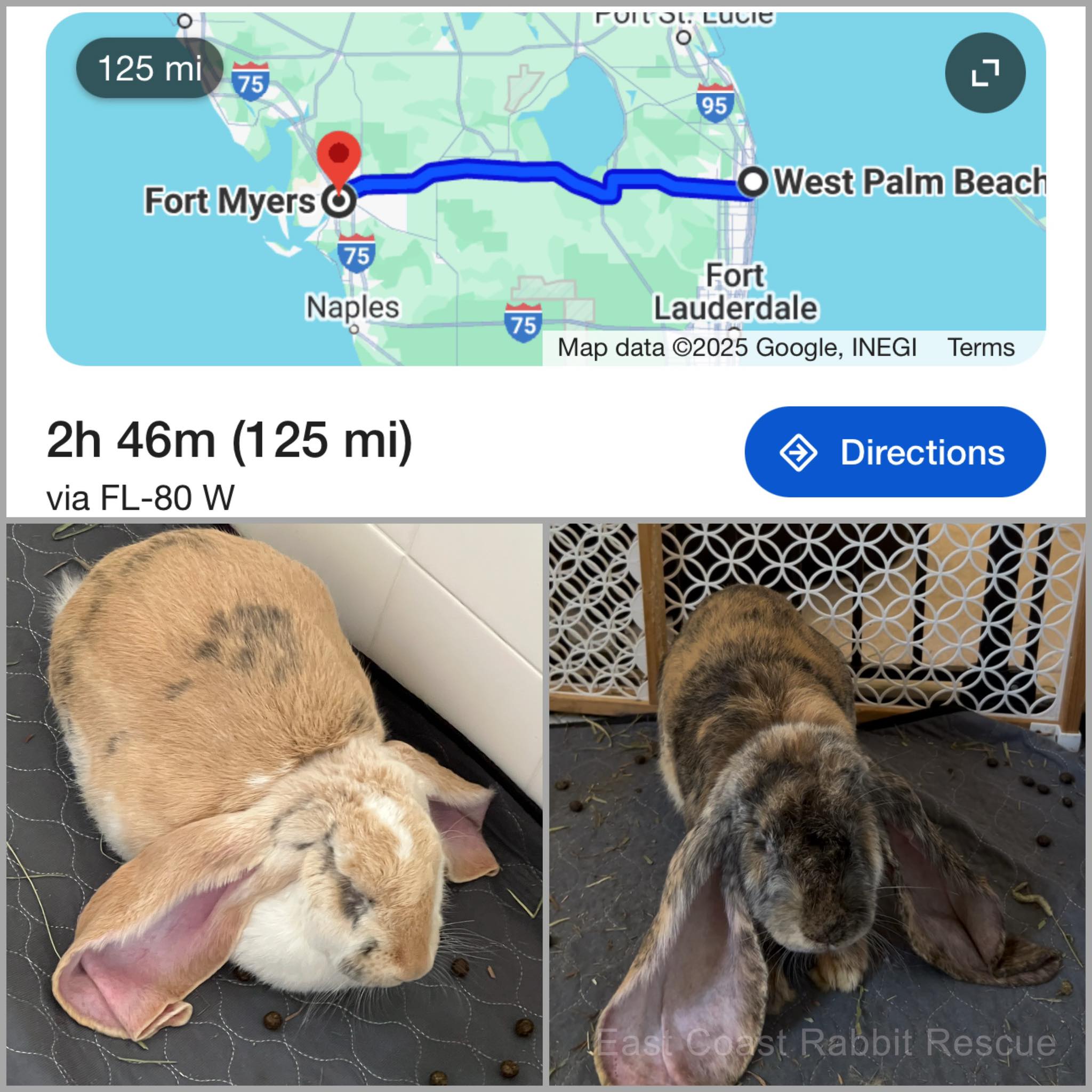 East Coast Rabbit Rescue