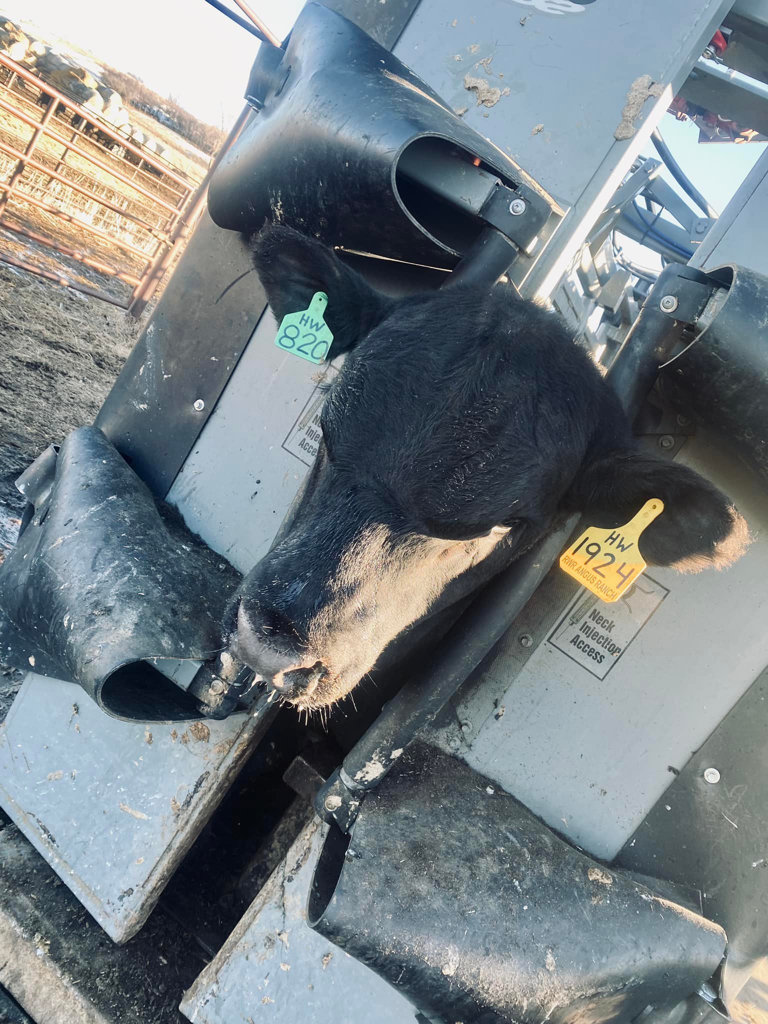 RWR Angus Ranch | Harvey ND