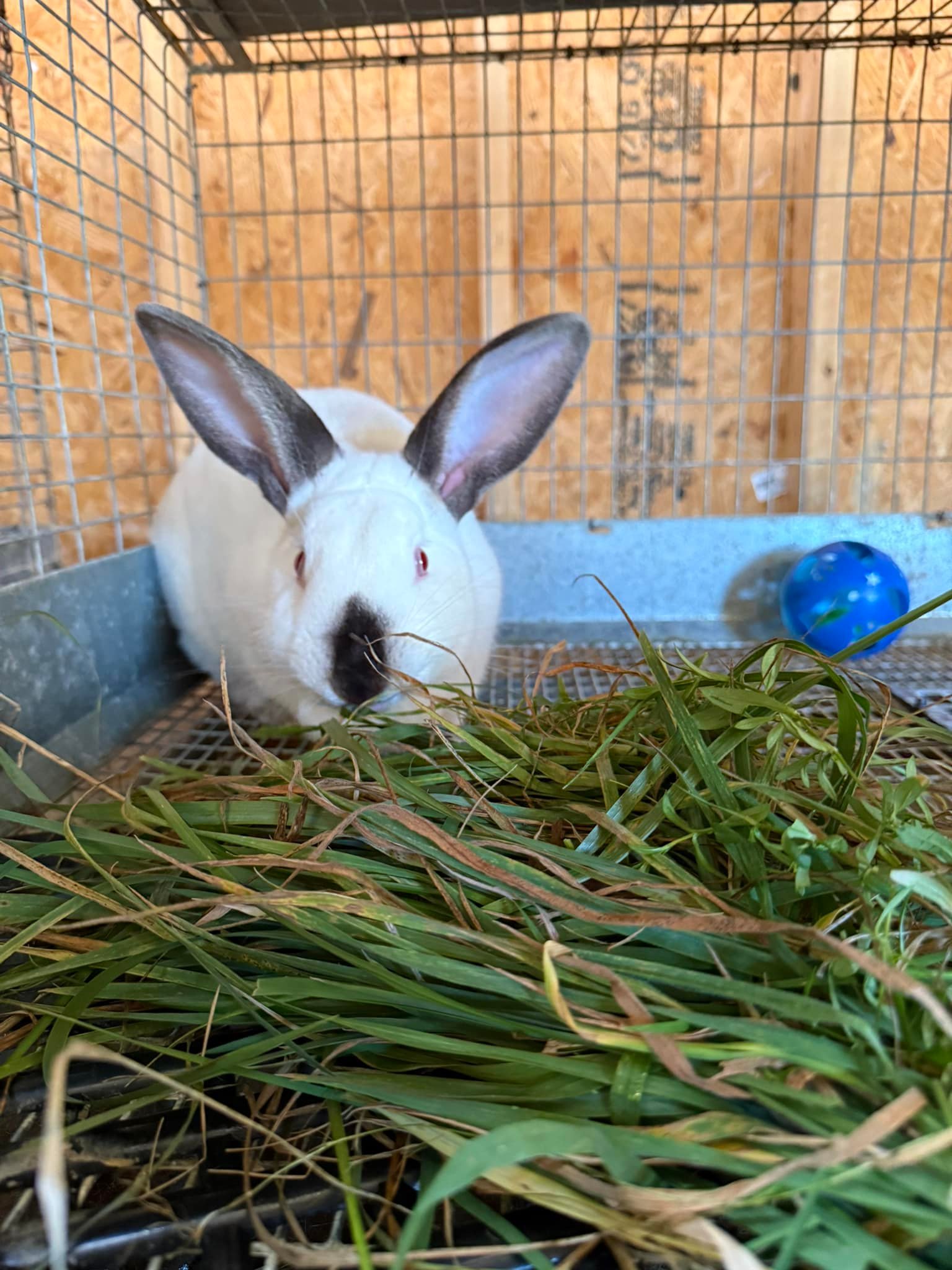 DG's Hops & Lops Rabbitry | Ashtabula OH