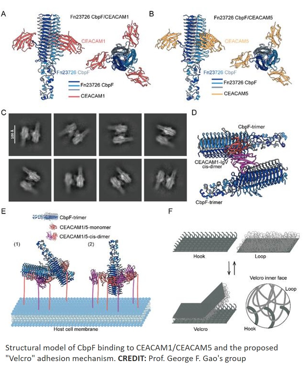 Science - A Velcro model for bacterium adhesion Fusobacterium nucleatum ...