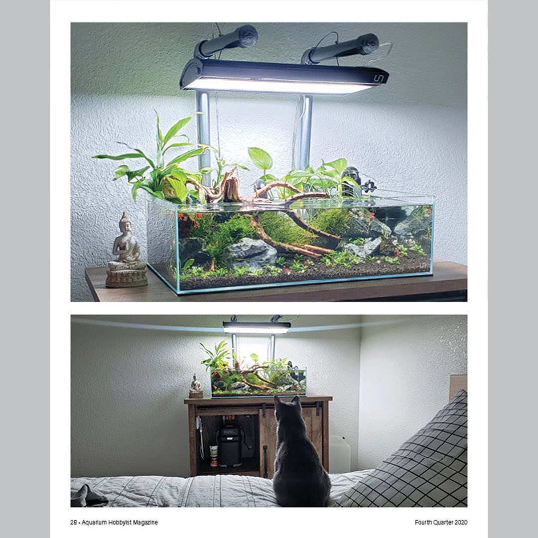 Picture of Aquarium Hobbyist Magazine - AHM Q4 2020 - Hidden Cove - By Joshua ...