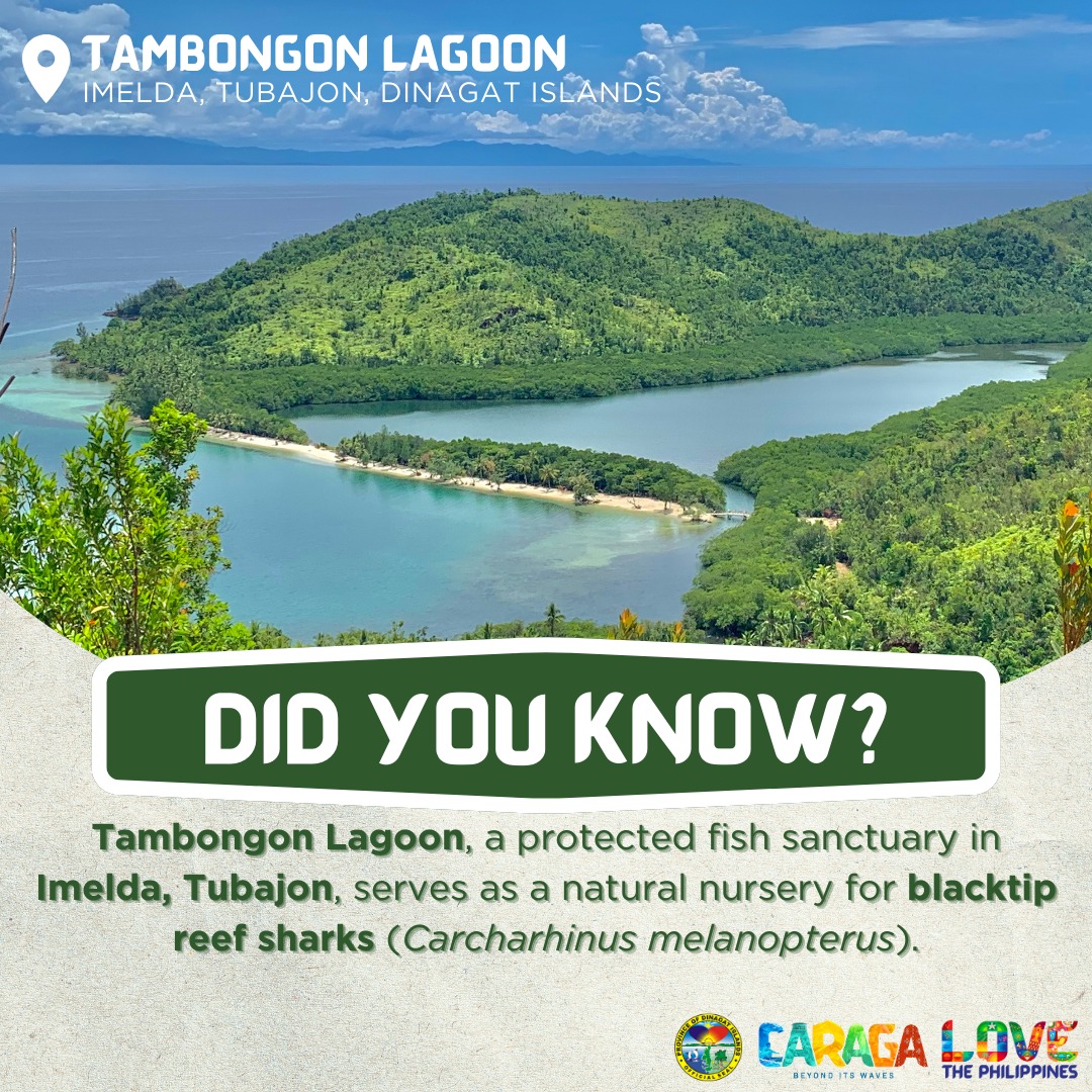 Dinagat - 𝗗𝗜𝗗 𝗬𝗢𝗨 𝗞𝗡𝗢𝗪 The 𝗧𝗮𝗺𝗯𝗼𝗻𝗴𝗼𝗻 𝗟𝗮𝗴𝗼𝗼𝗻, a protected fish sanctuary ...