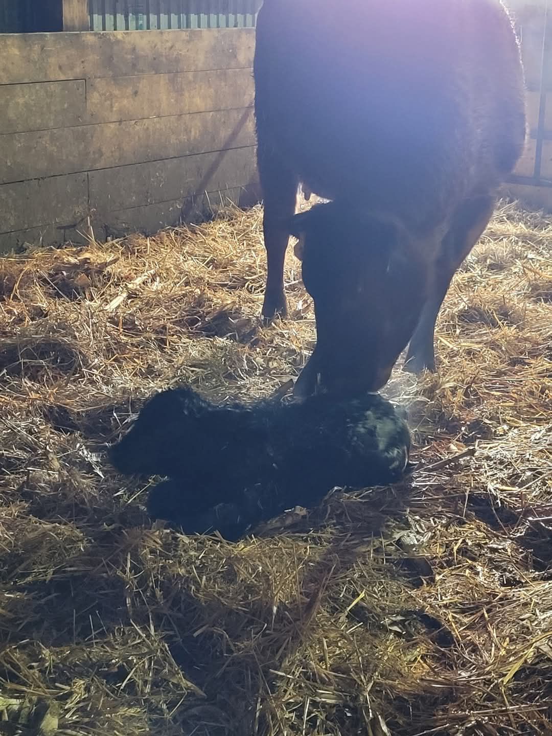 Double B Angus | Manson IA