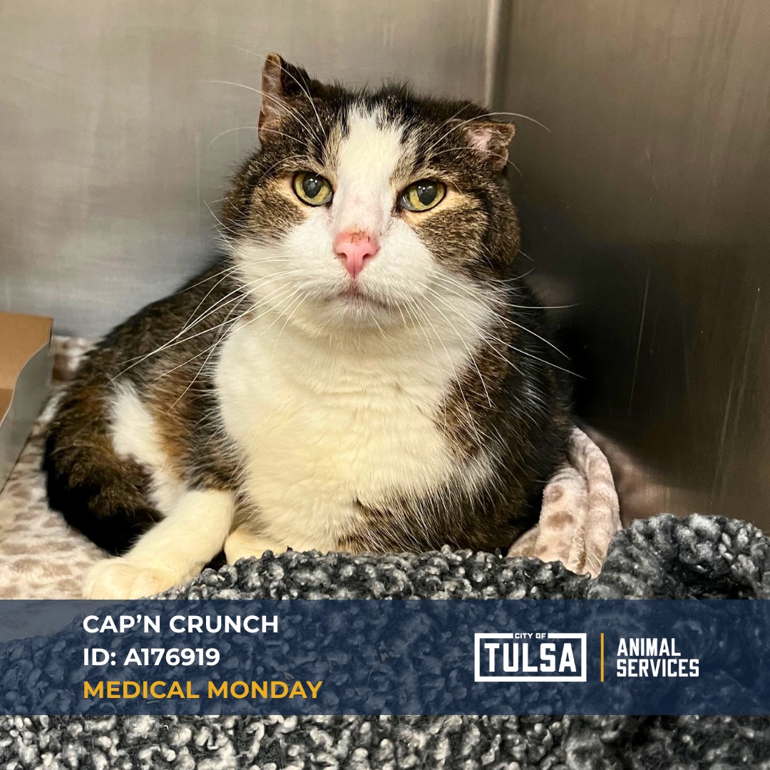 Tulsa - #MedicalMonday Spotlight: Meet Cap'n Crunch This handsome 4 ...