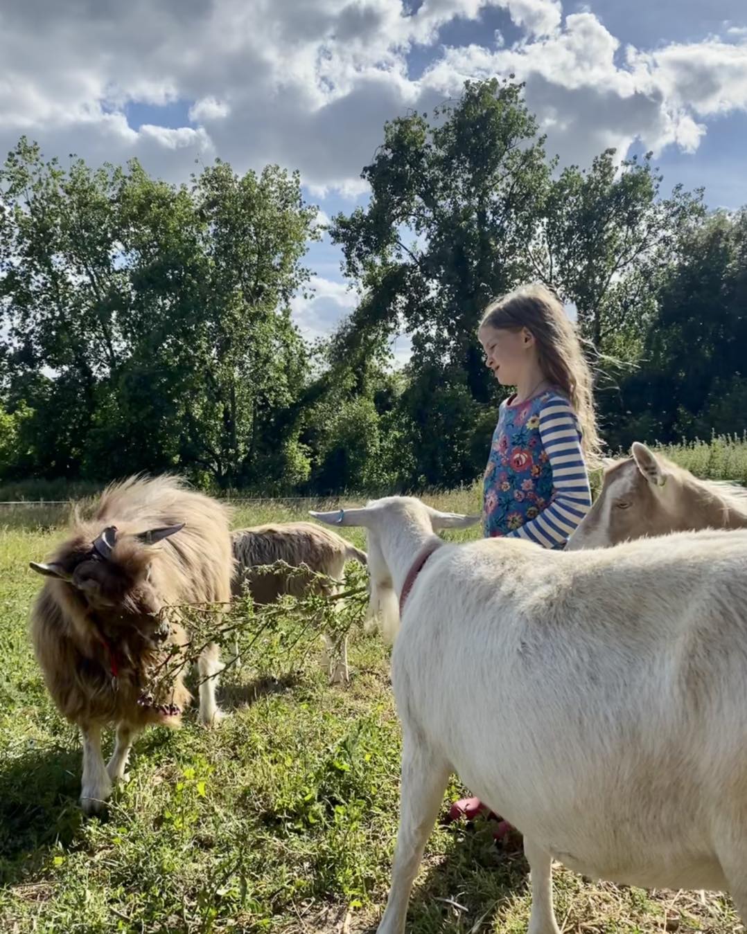 😍 ️ Our two pure... - The Animal Family Smallholding | Facebook