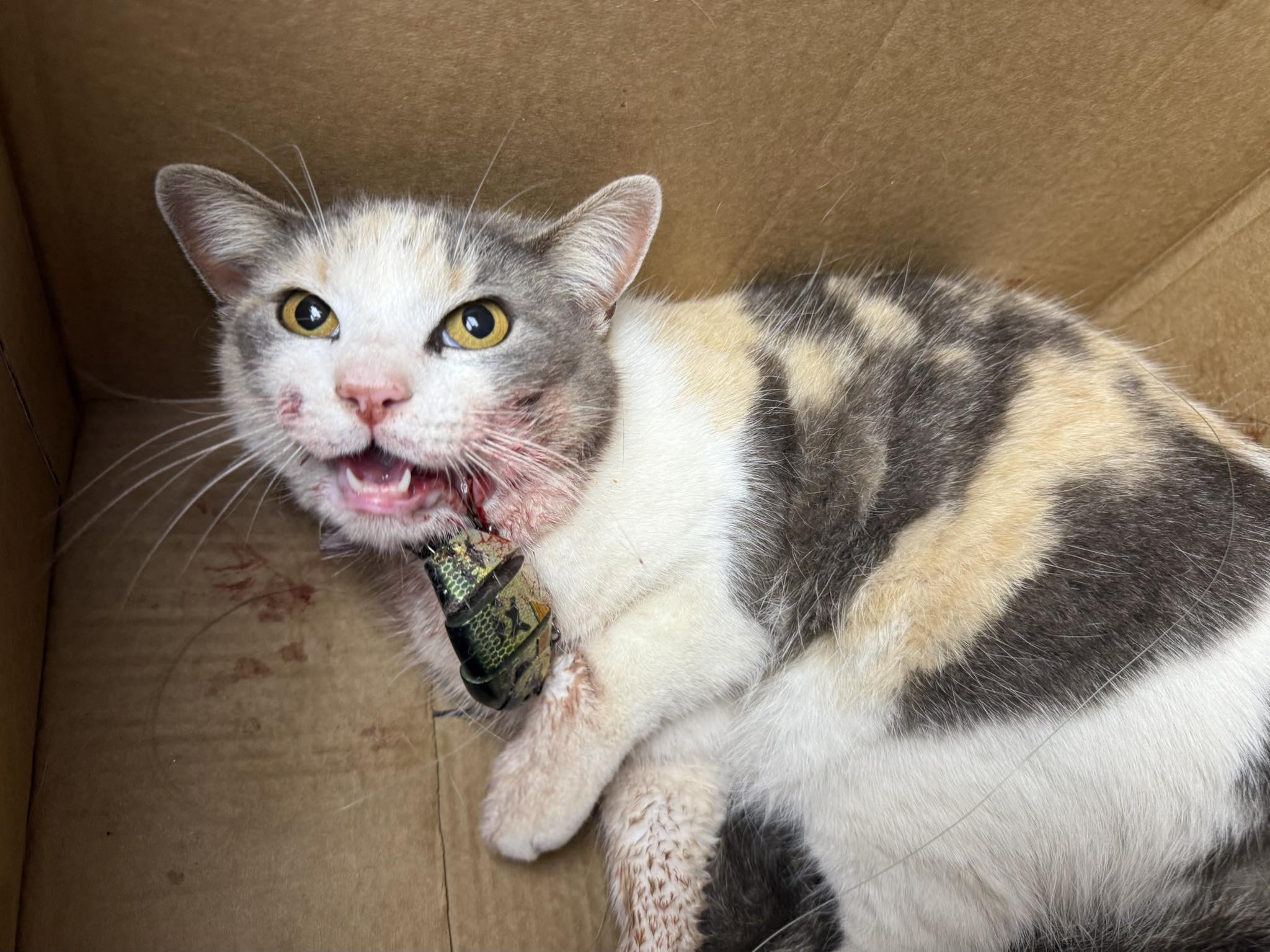 cat on fish hook BKK Beastly Hooks — HiFishGear Feral cat rescued from gruesome