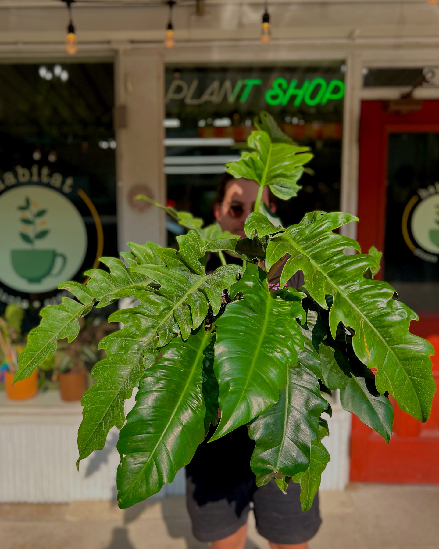 Habitat Plants + Coffee | McKinney TX