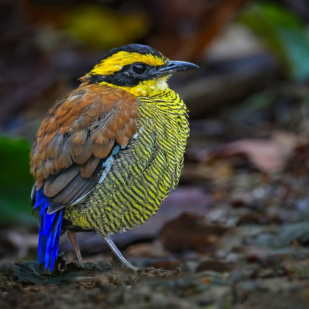 The beauty - The Bornean banded pitta (Hydrornis schwaneri) is a ...