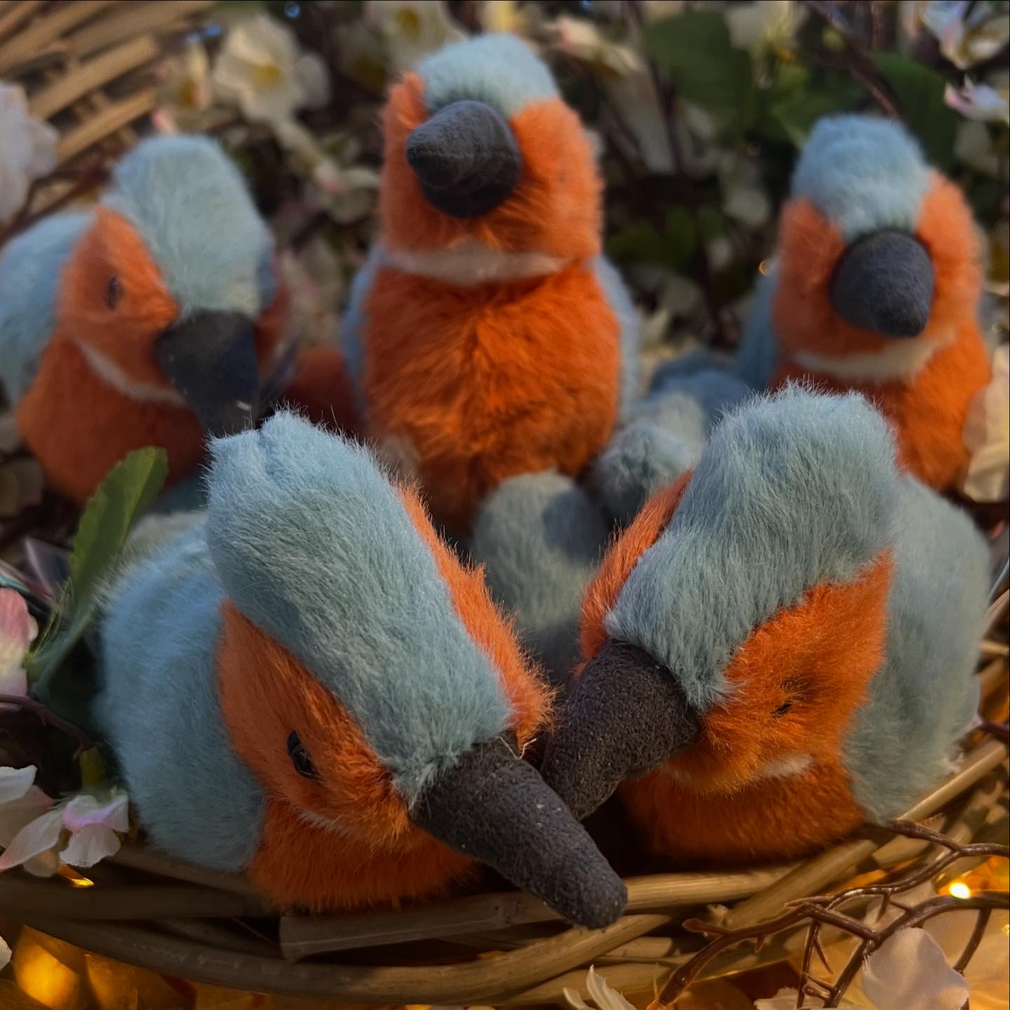 Let us tell you about the Birds & the Bees 😂😂 Birdlings now