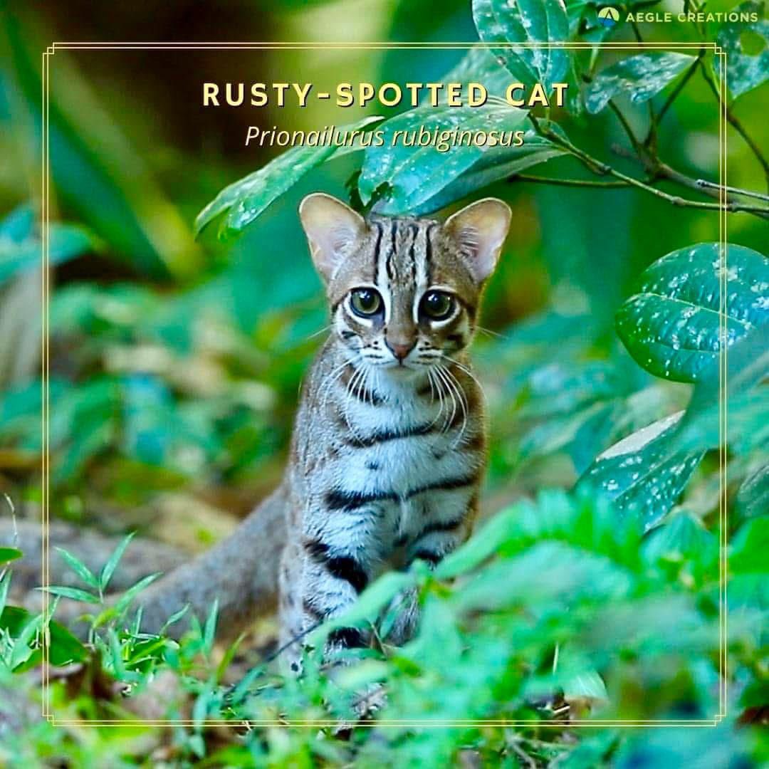 Rusty-spotted Cat Working Group
