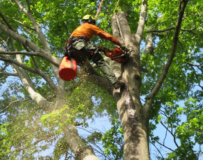 ABC Tree Lopping Brisbane | Brisbane QLD