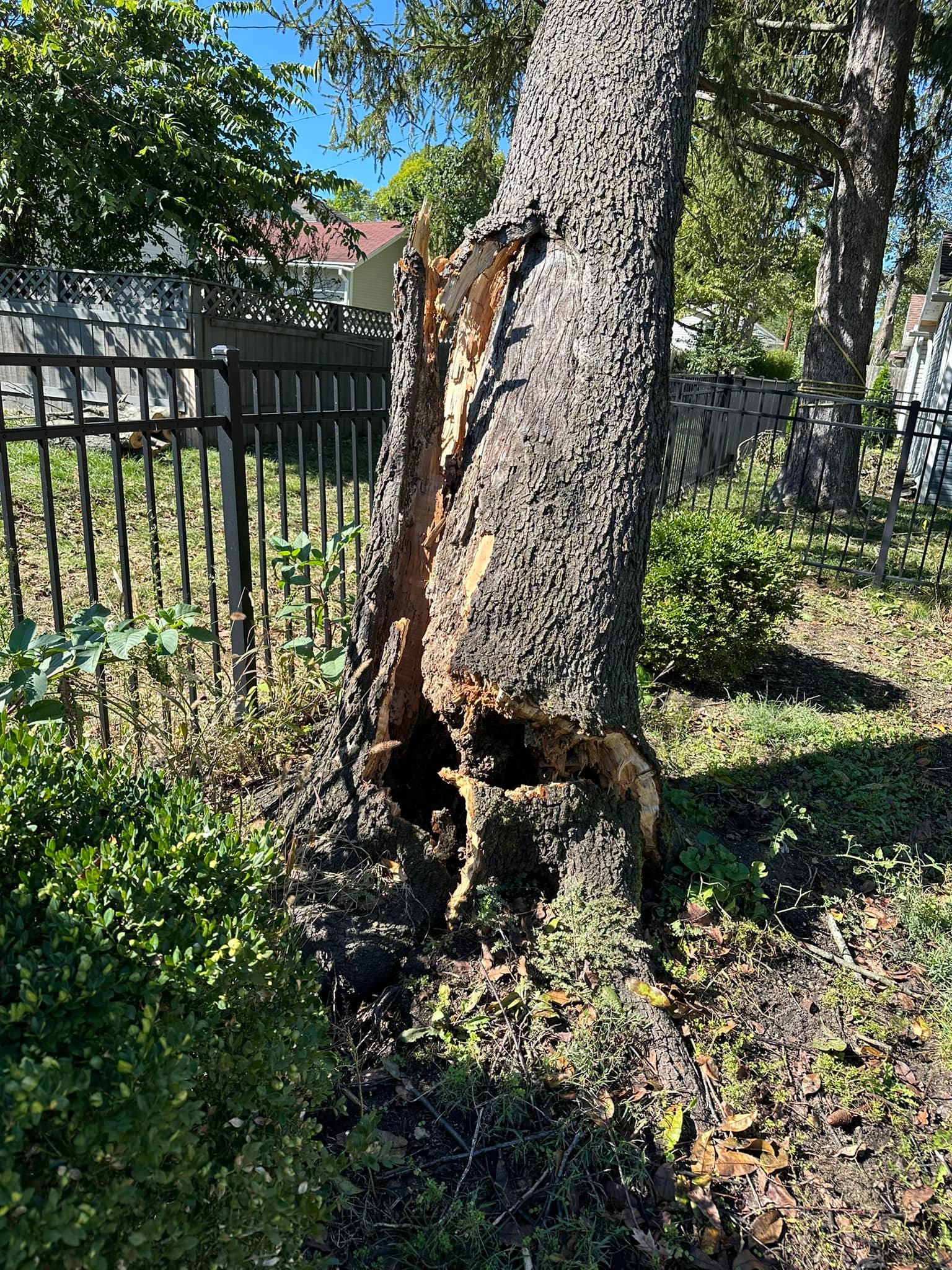Samson Tree Care | Beavercreek OH