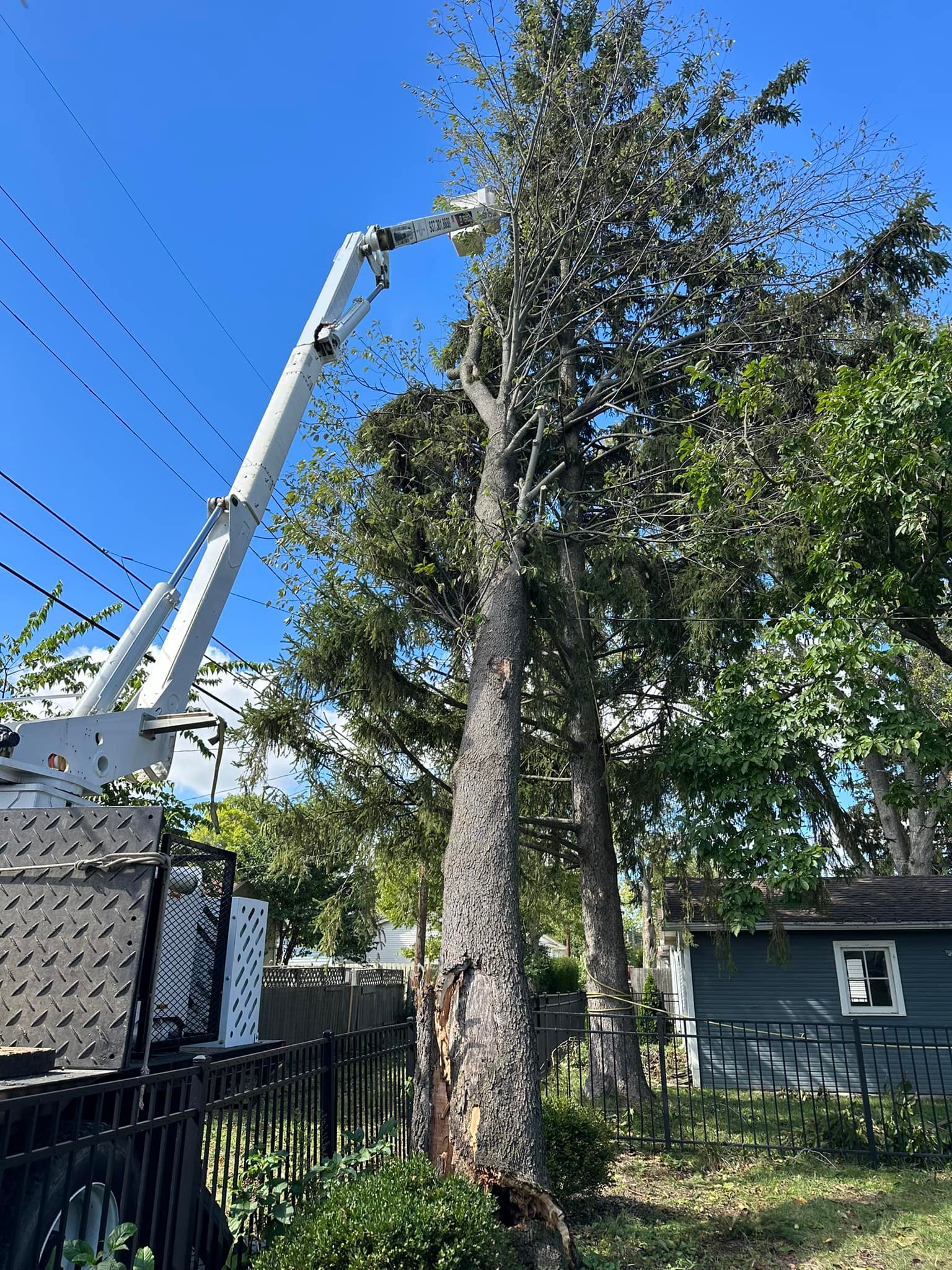 Samson Tree Care | Beavercreek OH