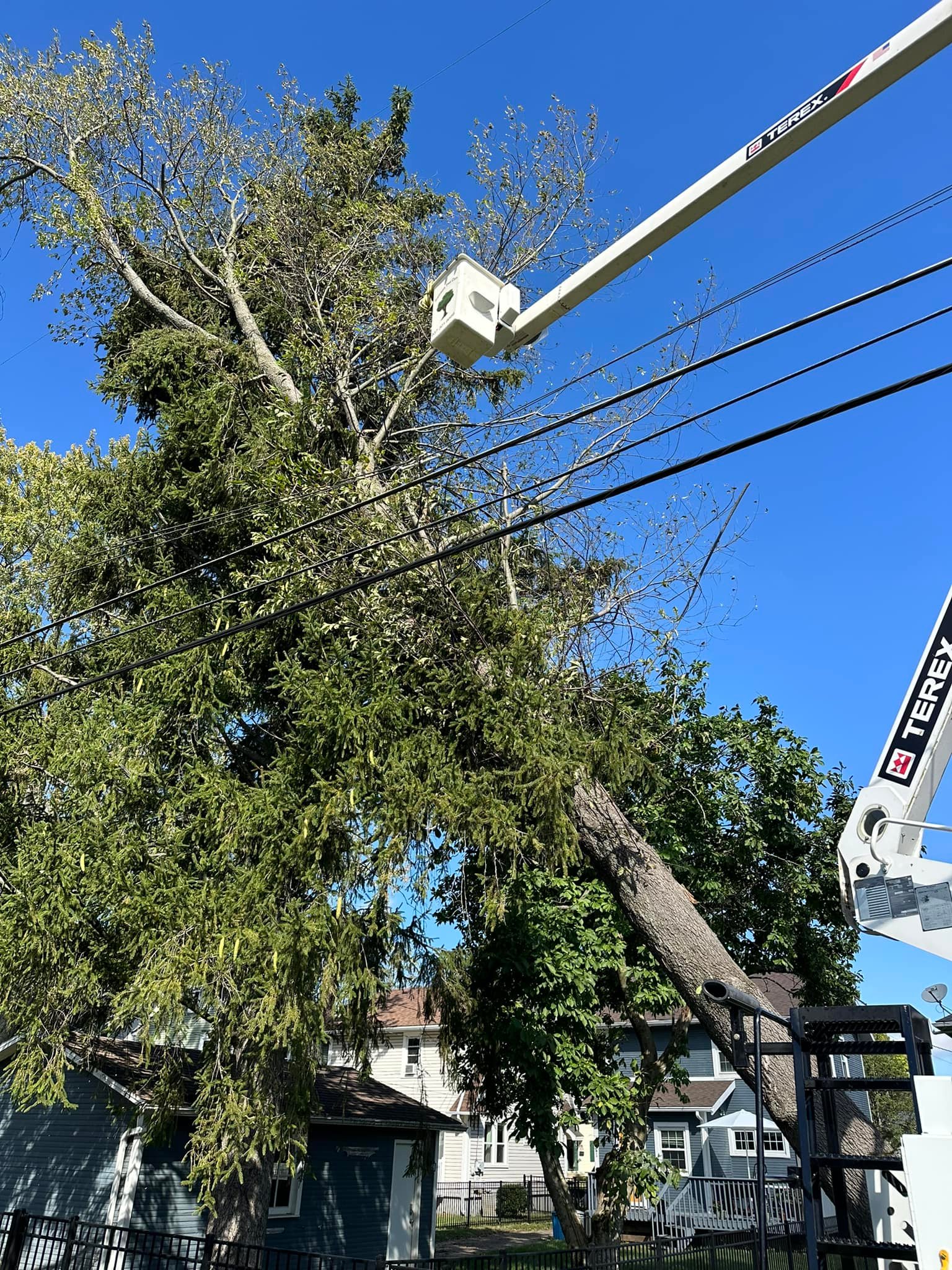 Samson Tree Care | Beavercreek OH