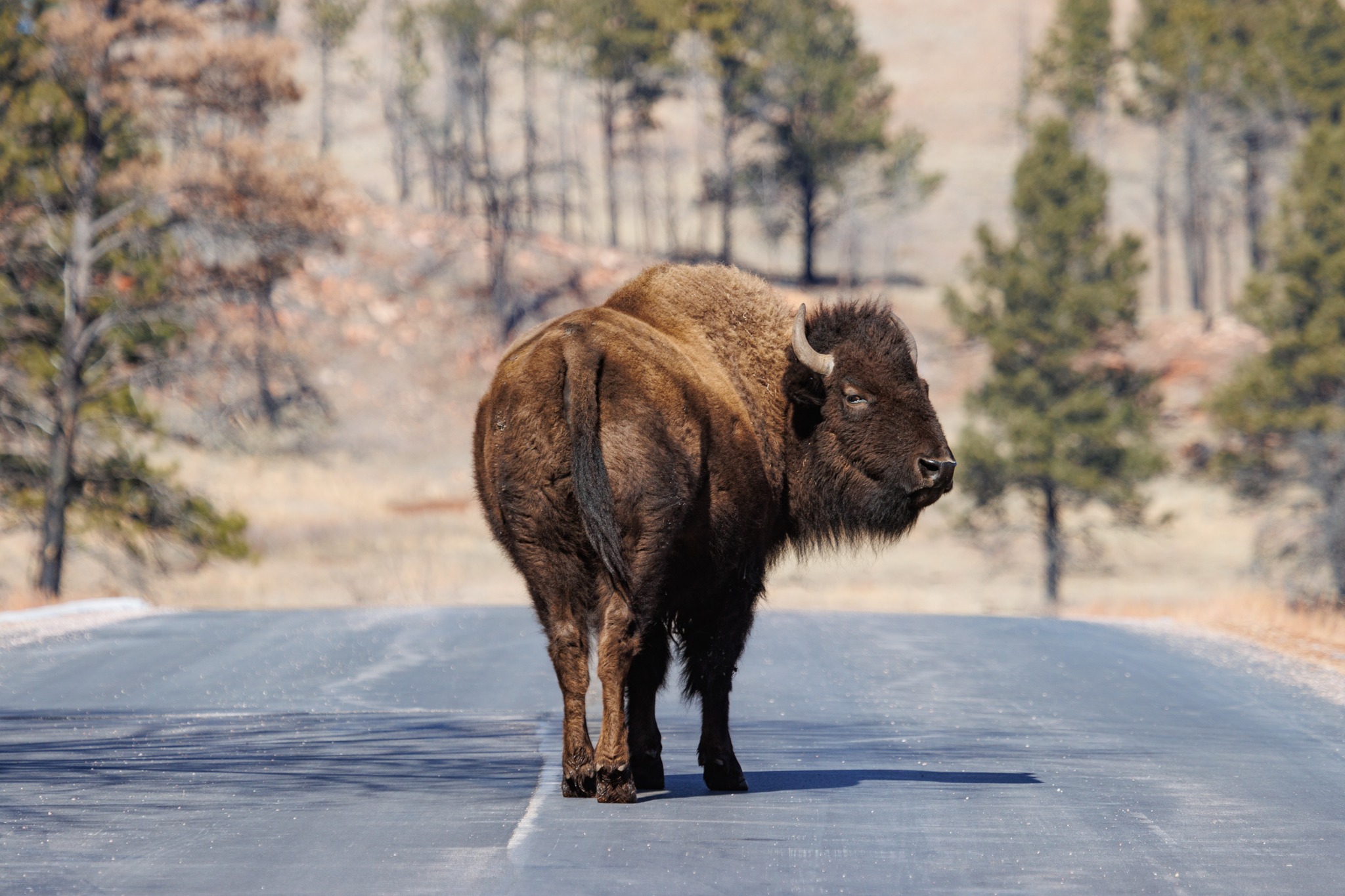 Custer State Park - 