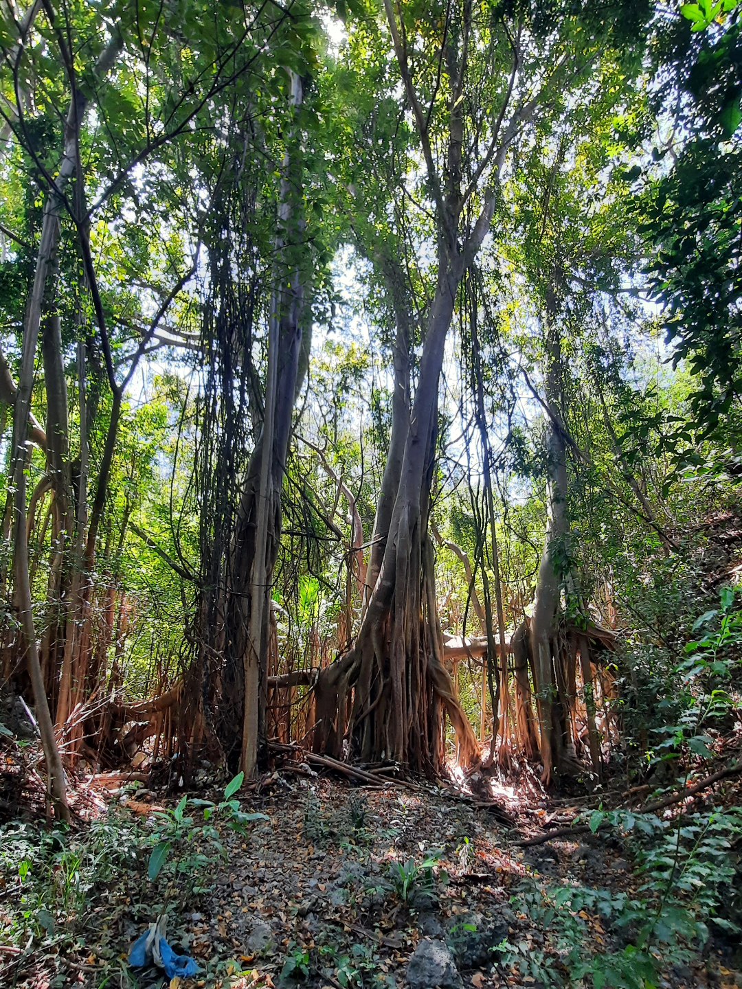 The bearded fig tree... - National Conservation Commission | Facebook