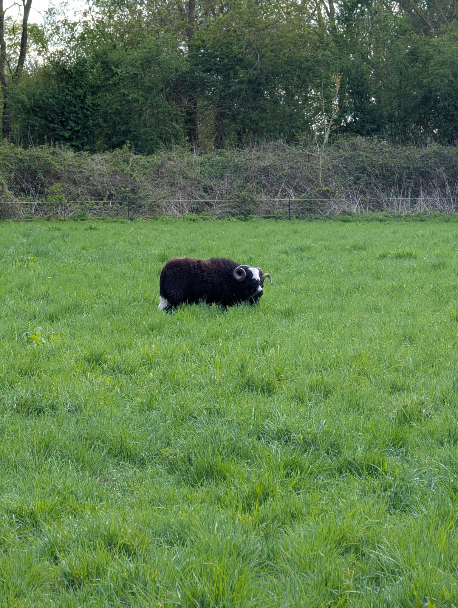 🐑 New Recruits at Lark... - Countryside Regeneration Trust | Facebook