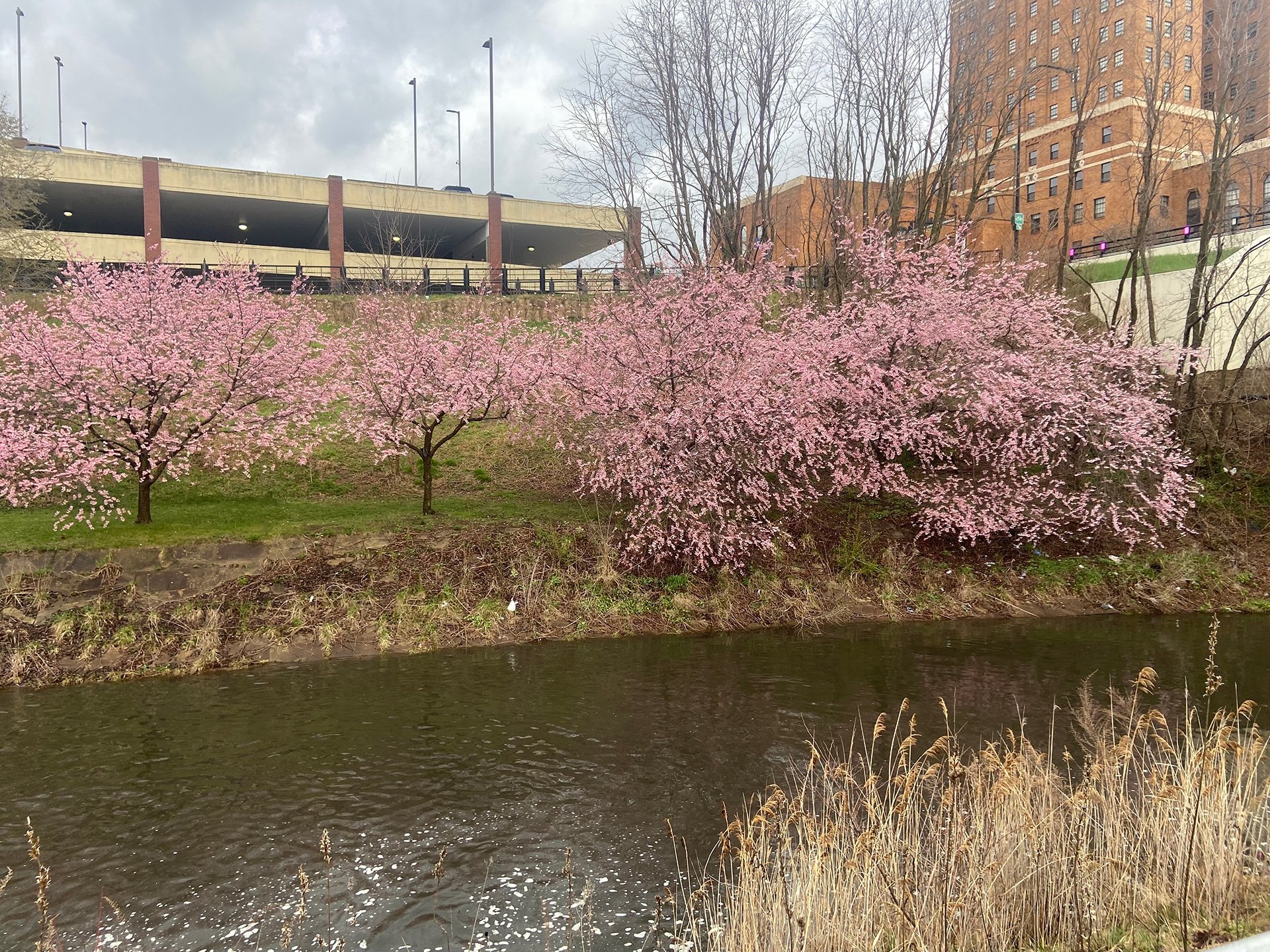 We spy some cherry blossoms at Lock 3! 👀🌸 The 2026 Downtown