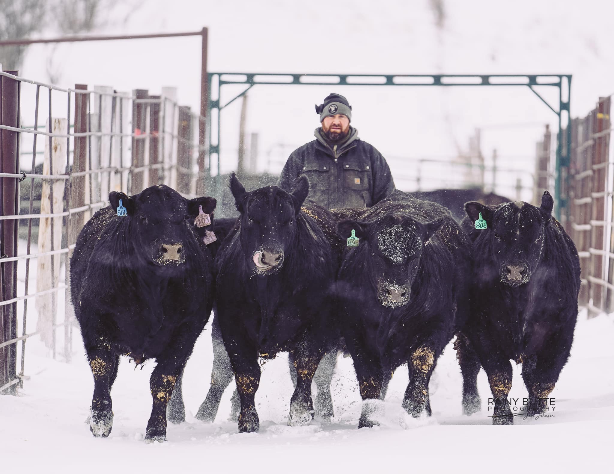 RWR Angus Ranch | Harvey ND