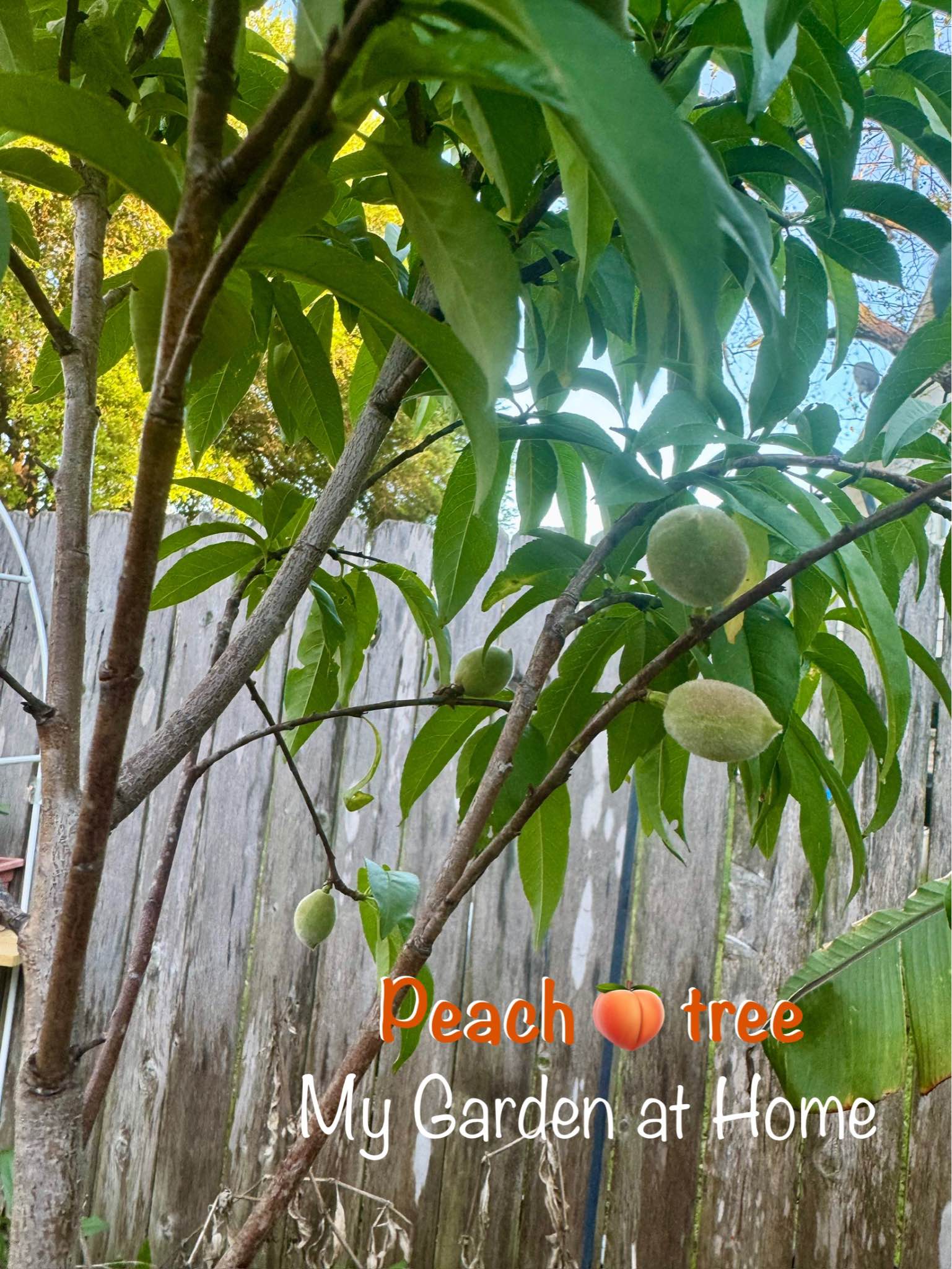 Fruit trees for sale jujube sugar cane, fuyu persimmon, guava , pear ...