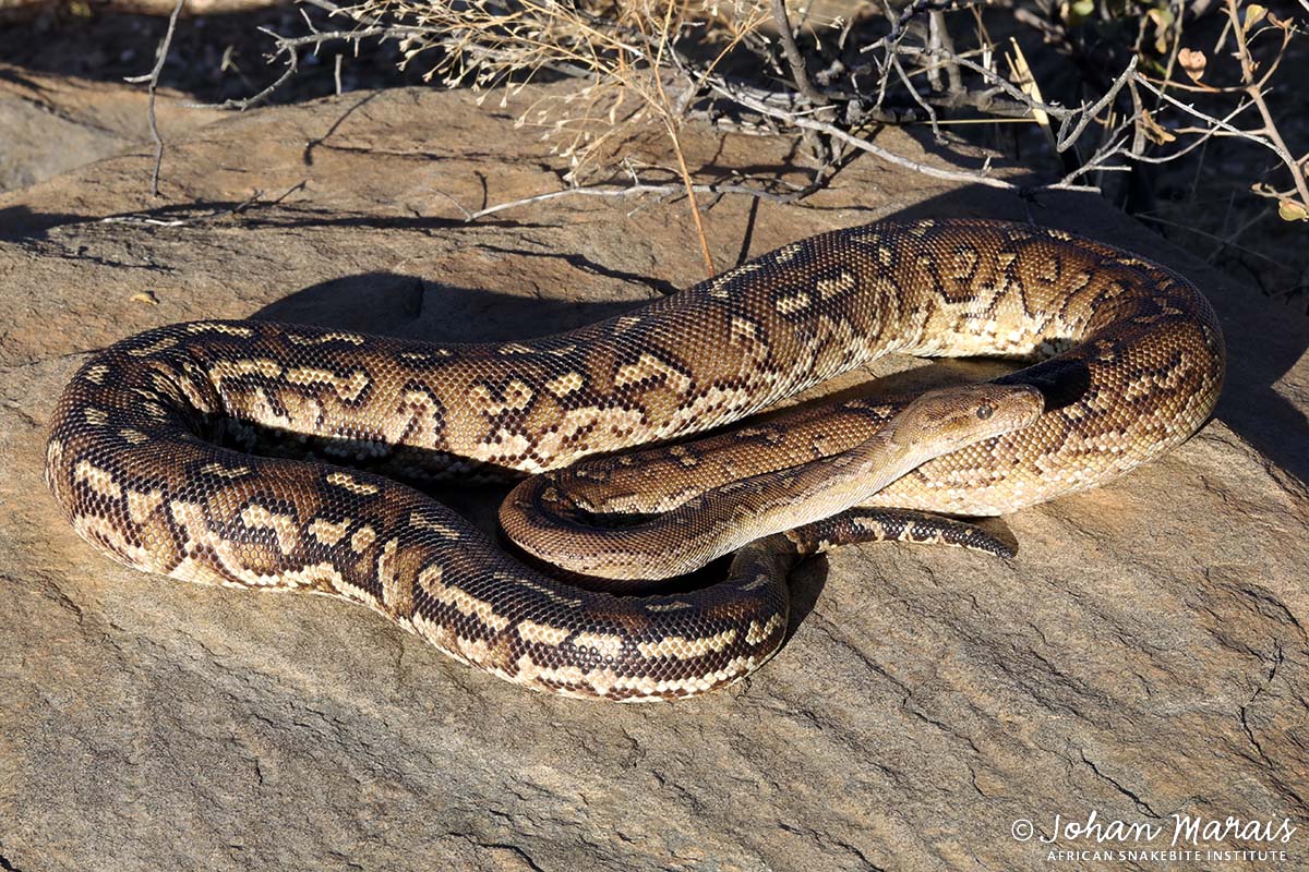 African - Anchieta’s Dwarf Python (Python anchietae) A small python ...
