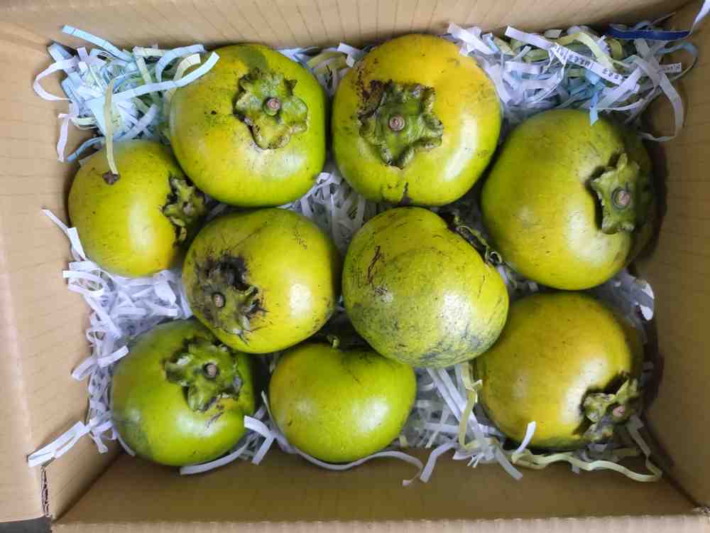 東東生態農場-白柿、黃金果、黑柿等果樹世界-World of White sapote Abiu Black sapote and ...