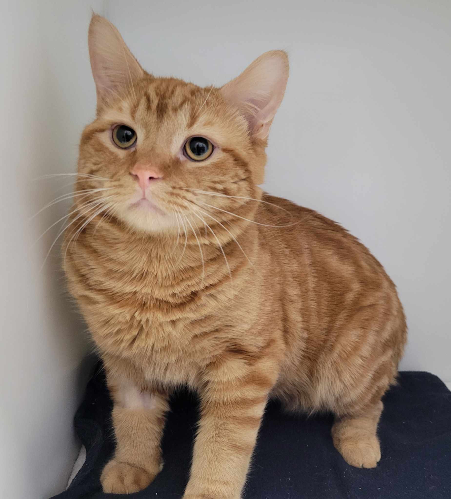 SPCA - ADOPTÉ MERCI ! / ADOPTED THANK YOU ! 📍Delson Simba est un ...