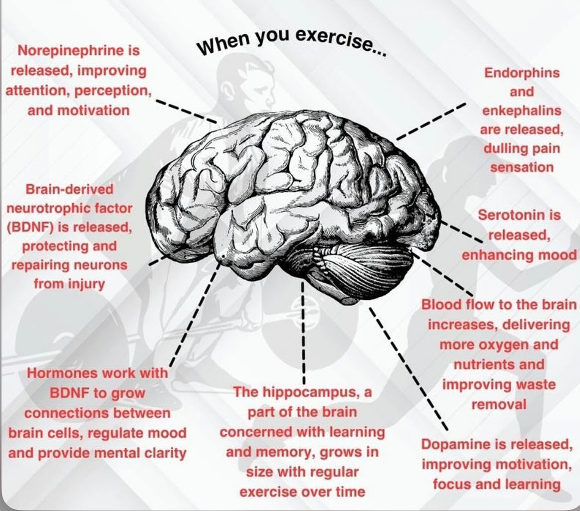 Anytime - YOUR BRAIN LOVES THE GYM! 💪🏻 #brainhealth #gym #exercise # ...