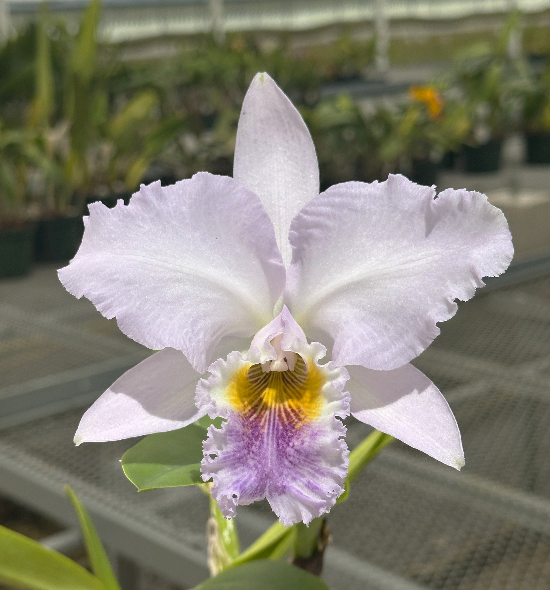 花 C. Suzanne Hye 'SVO Blue' (C. gaskelliana x C. mossiae)