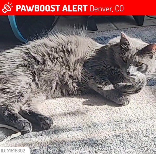 Lost cat Venus found safe in Denver, CO