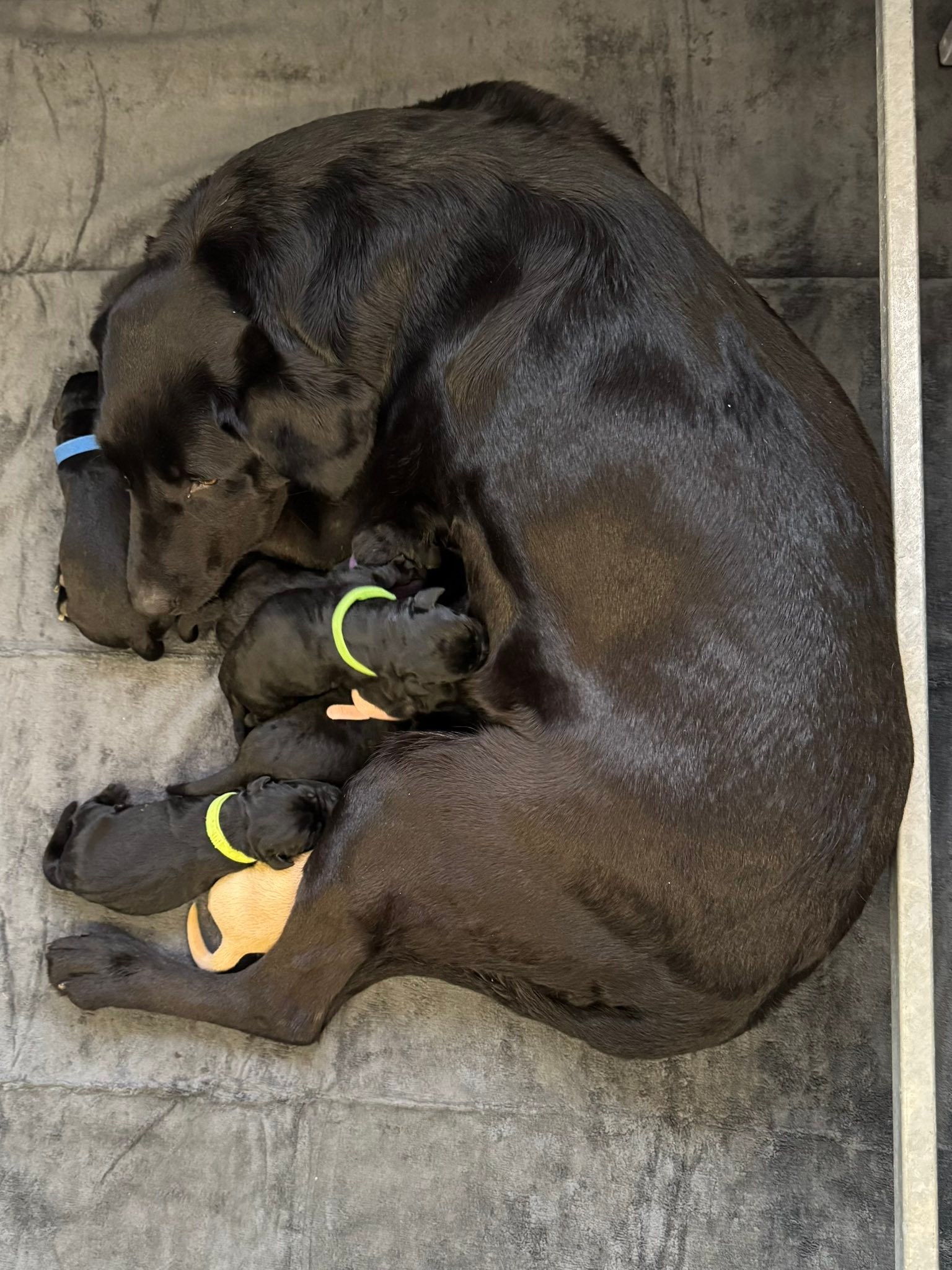 Cuileann Labradors Ireland | Letterkenny