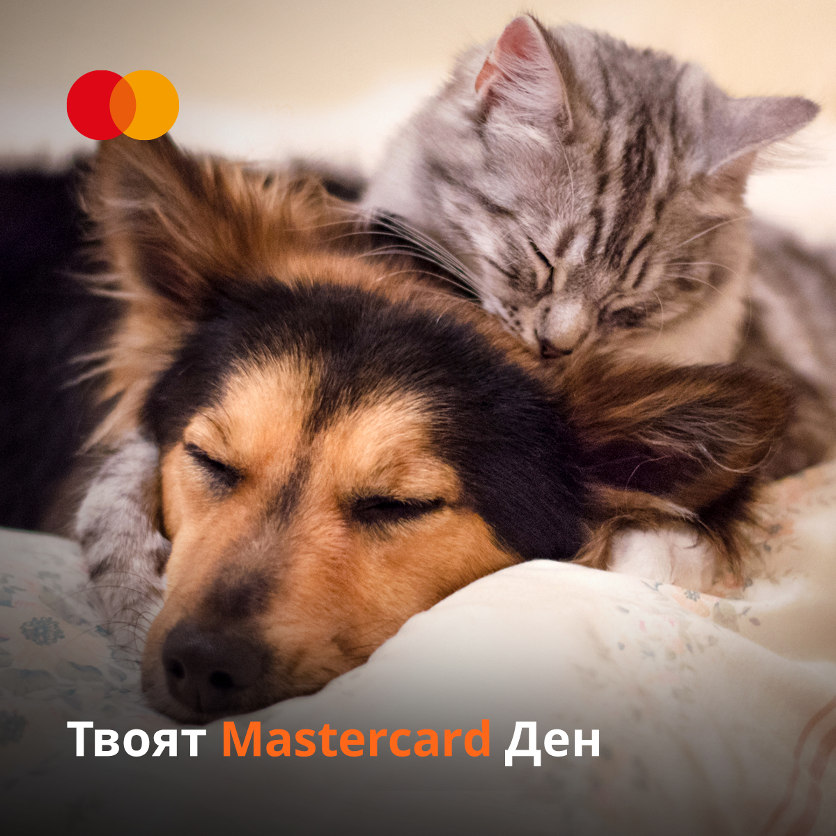 Mastercard - 🌍Световният ден на животните през октомври е повод да ...