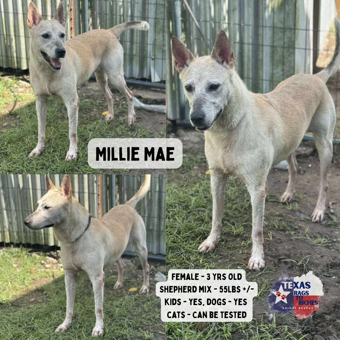 T... - Texas Rags To Riches Rescue - Atlantic Canada Adoptions