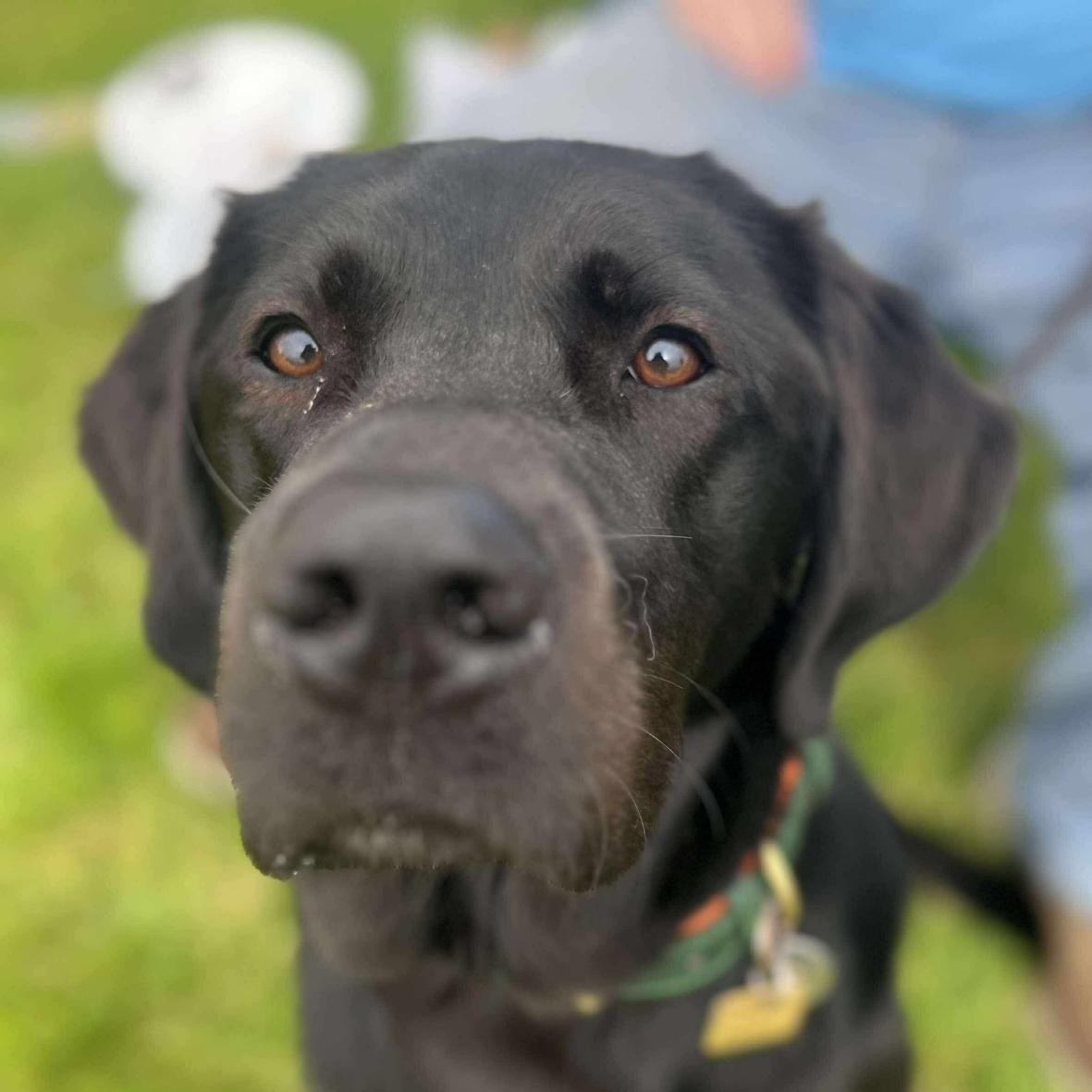 Guide Dogs Scotland | Forfar