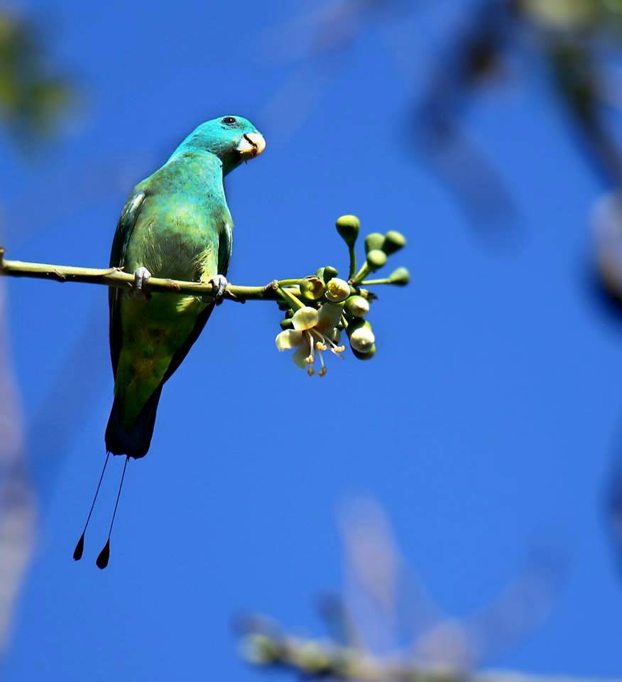 Wild - Orestes Borja‎ Wild Bird Photographers of the Philippines Blue ...