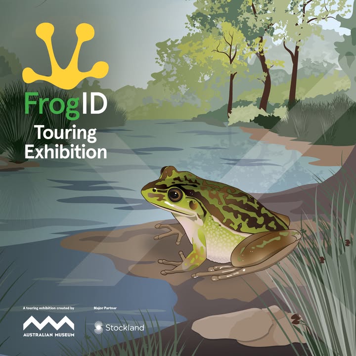 Stockland - Explore the amazing world of Australian frogs in the FrogID ...