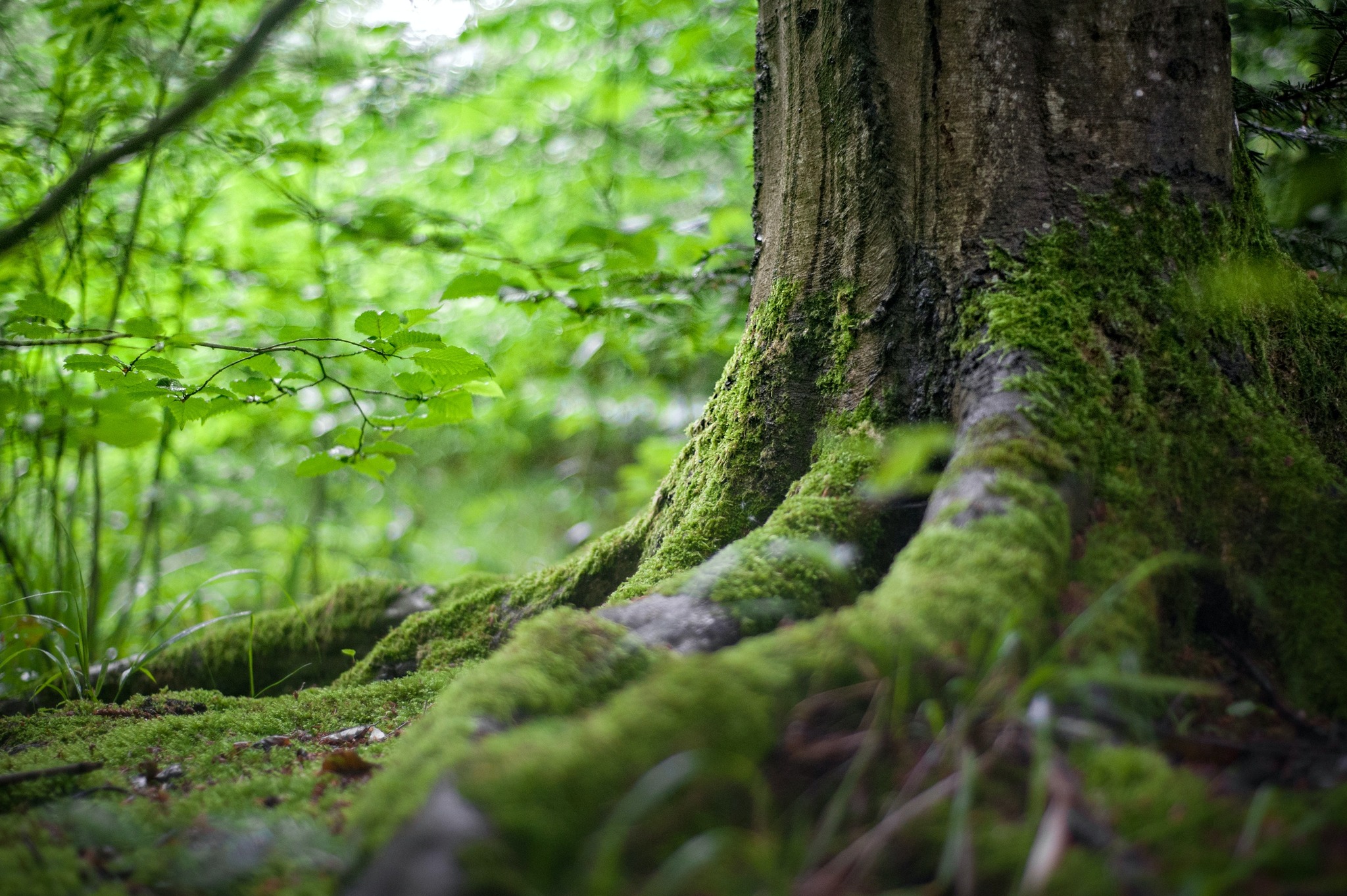 Earth Sisters Healing Centre | Langley BC