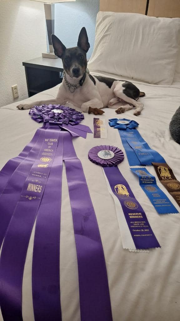 Appleton Kennels / Rat Terriers