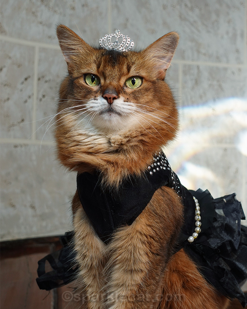 cute cat wearing dress video showcases princess-like behavior Anouk Royal Blue Stretch SOLDES30E26 cute cat in dress Color:Muted Satin Olive
